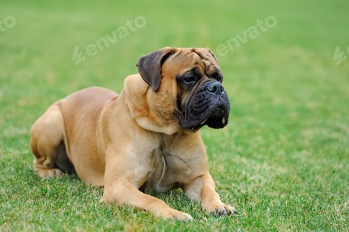 Preview: English Mastiff dog