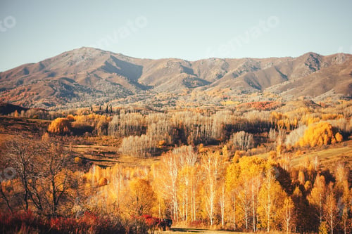 Preview: autumn landscapes east Kazakhstan yellow trees forest wood high mountains altay