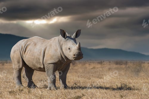 Preview: African rhinoceros in the dry grass during sunset in the savannah with storm sky and dark clouds