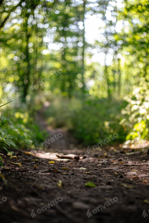 Preview: Vertical selective focus shot of a path in green forest at sunlight