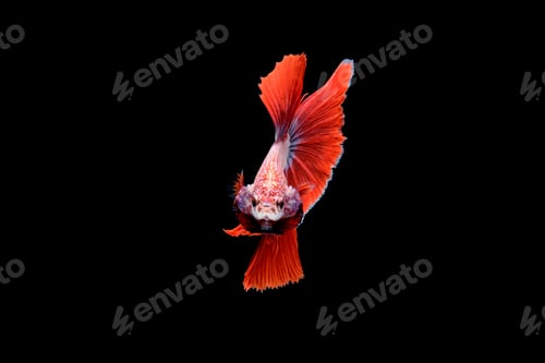 Preview: Siamese fighting fish Betta splendens on black background
