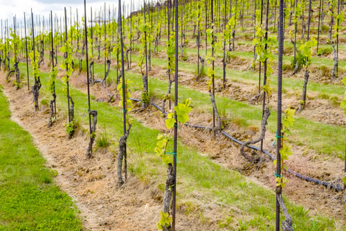 Preview: Young vineyard at sunlight. Rows of grapes on the slopes