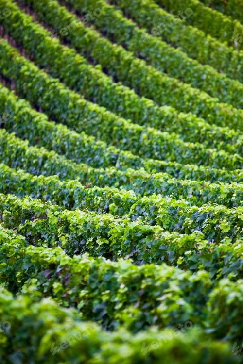 Lush Vineyard Rows in Verdant Rolling Landscape