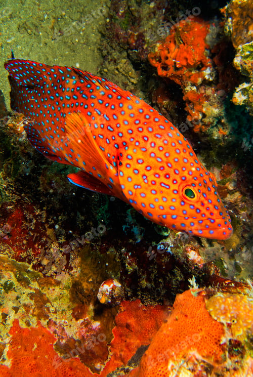 Preview: Coral Grouper, Maldives