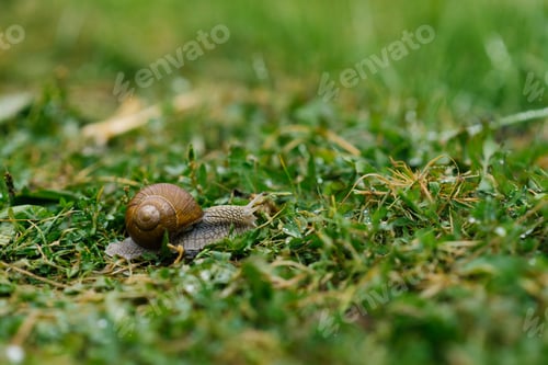 Preview: Garden snail crawls on the green grass in summer
