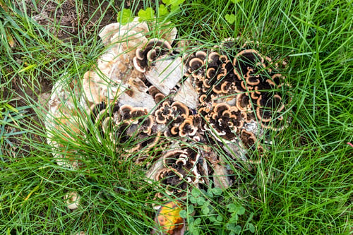 Preview: polyporus fungi on cut pear tree stump close up
