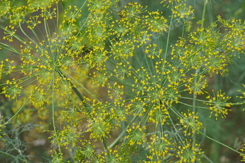 Preview: Dill (Anethum Graveolens).