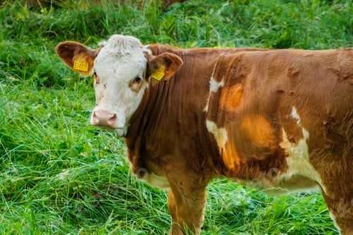Preview: Funny brown cow looking at the camera and gazing in a meadow on the pasture