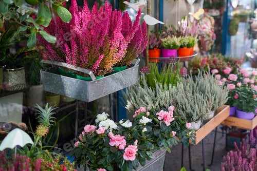 Preview: Flower shop with a lot of plants, flower pots, home plants, flowers outdoors