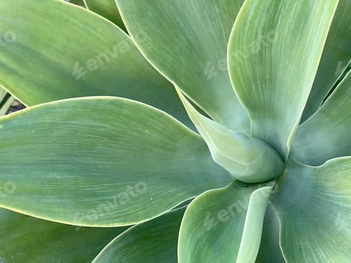 Preview: Agave attenuata Fox Tail Agave