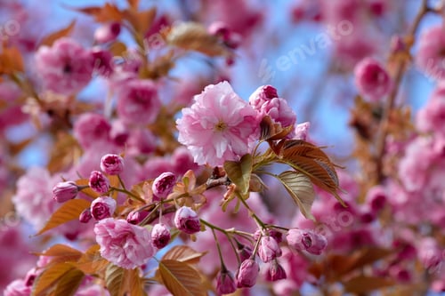 Preview: Pink Blossoms Blooming on a Tree Branch