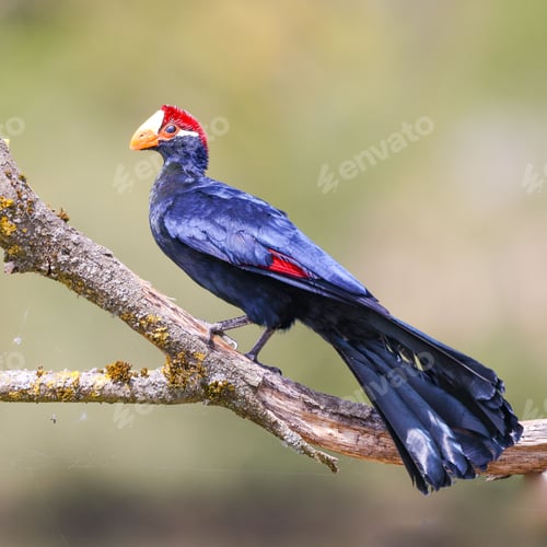 Preview: Close-up shot of a violet turaco sitting on a tree branch
