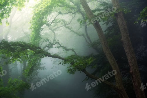 Preview: Magic forest