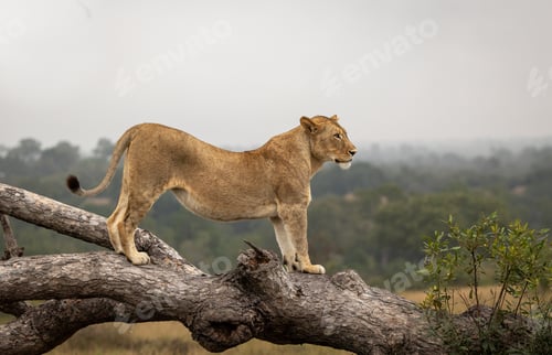 Preview: A lioness, Panthera leo, standing on a fallen over tree.