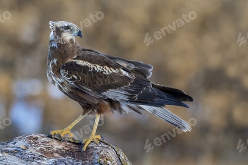 Preview: Beautiful shot of a male Marsh Harrier (Circus aeruginosus) in the field