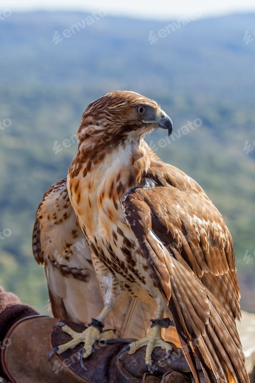 Preview: Eagle of red tail (Buteo jamaicensis)
