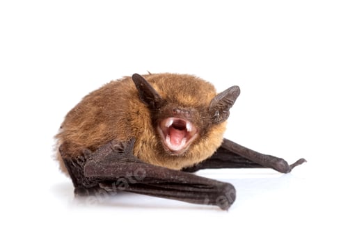 Preview: Pipistrellus pipistrellus in studio