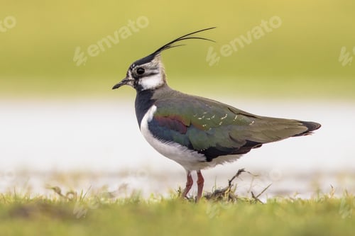 Preview: Northern Lapwing Display Behaviour