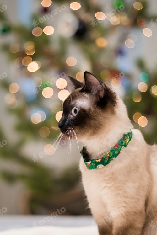 Preview: Happy New Year, Christmas holidays and celebration. Siamese cat breed portrait.