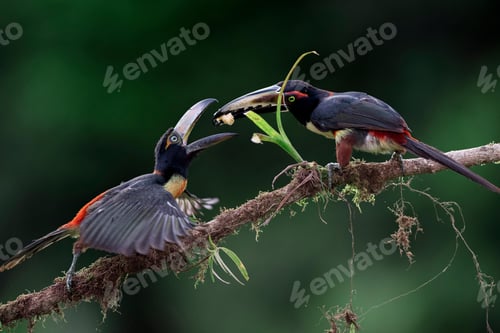 Preview: toucan, bird, colours, tropics