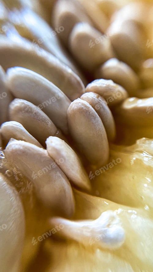 Preview: Close up of melon seed