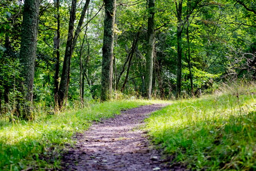 Preview: Winding dirt path leading through a serene wooded area with tall trees and lush tall grass