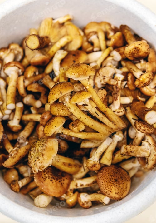 Preview: Mushrooms collected in the forest. Selective focus.