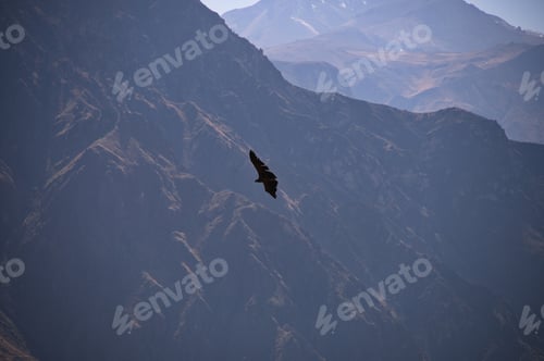 Preview: Condor flying near Cruz Del Condor viewpoint in Colca canyon, Peru