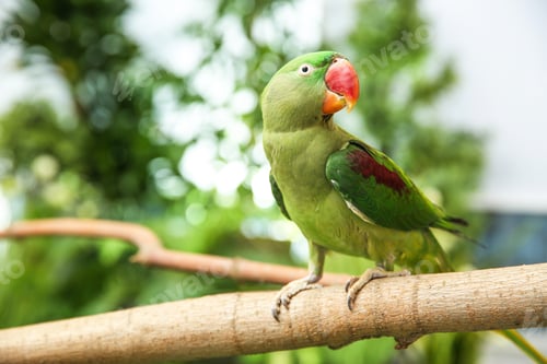 Preview: Beautiful Alexandrine Parakeet on tree branch outdoors