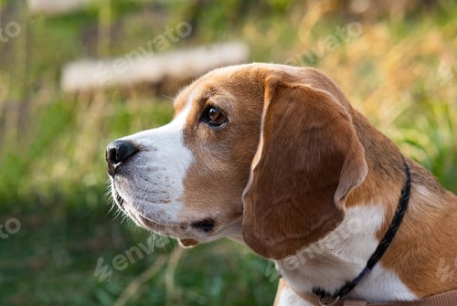 Preview: Beagle puppy looking up. Pet portrait indoors.