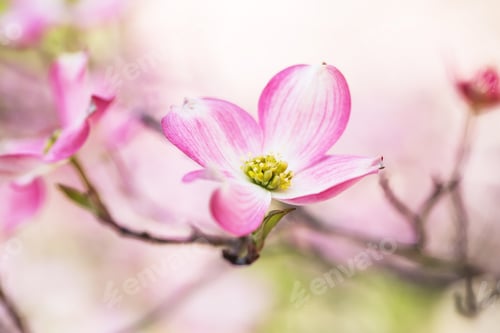 Preview: Springtime Dogwood Tree Bloom Close Up In Smoky Mountain National Park Tennessee