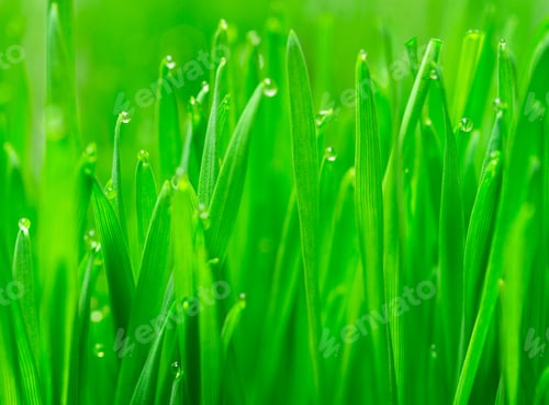 Preview: Microgreens Growing Panoramic Dew on Wheatgrass Blades