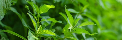 Preview: Mint, Bushes And Green Petals (Peppermint Plants In The Garden). Top Food Background. Copy Space