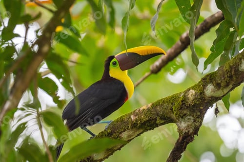 Preview: toucan, bird, colours, tropics