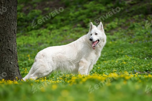 Preview: Berger Blanc Suisse White german shepherd