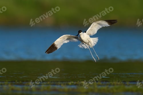 Preview: Pied avocet (Recurvirostra avosetta)