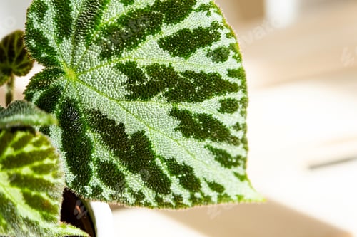 Preview: Home potted plant begonia decorative deciduous in the interior of the house