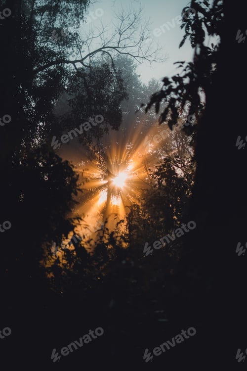 Preview: Morning mist on meadow and forest