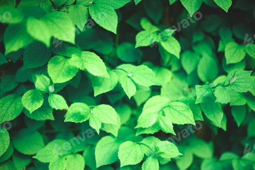 Preview: green plant texture. best background for design