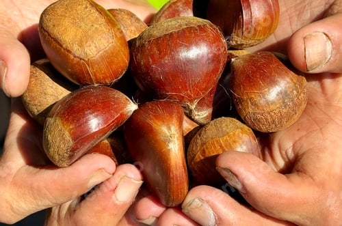 Preview: Closeup of a young diverse person at market selling fresh brown chestnuts