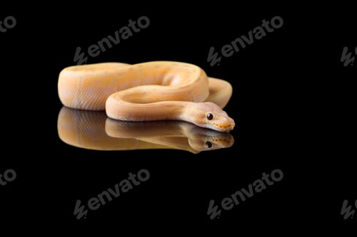 Preview: The colourful ball royal python isolated on black background