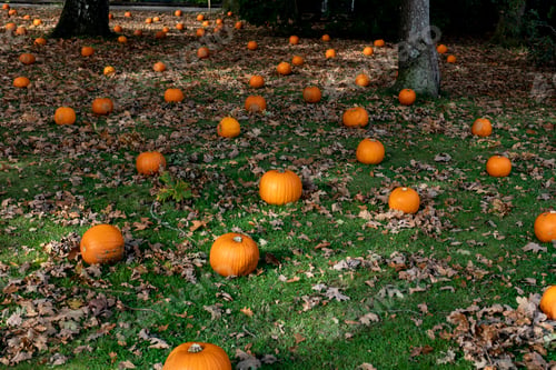 Preview: Halloween pumpkin patch