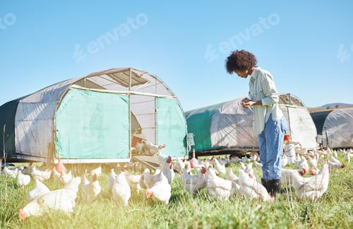 Preview: Agriculture, farming and black woman with chickens in sustainability, eco friendly and free range i