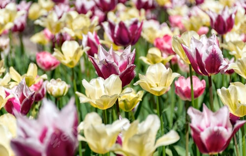 Preview: Close-up image of beautiful purple and yellow tulips in garden.