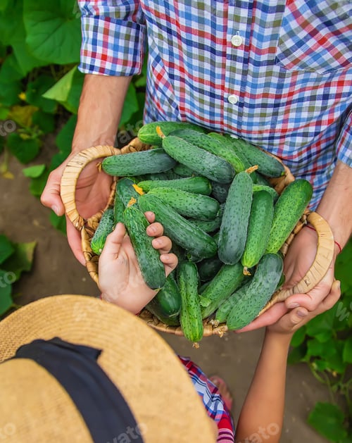 Freshly Harvested Cucumbers Being Placed in Basket