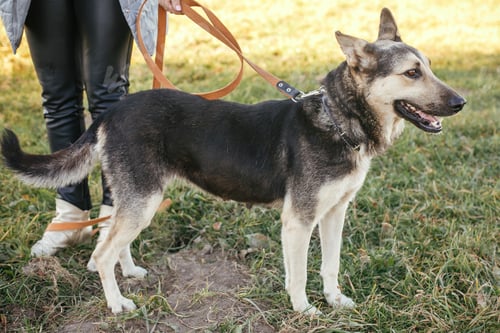 Preview: Volunteer hugging mixed breed german shepherd dog in green park