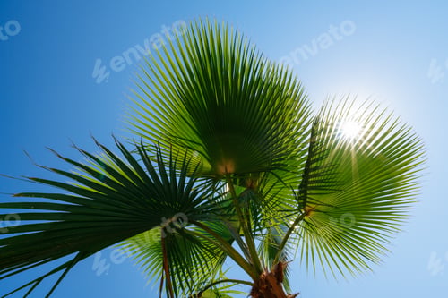 Preview: Green palm tree and sun rays