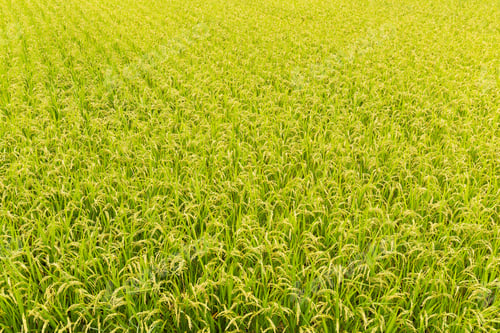 Preview: Paddy rice field