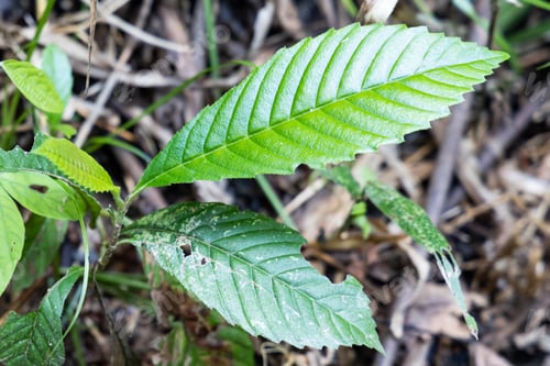 Preview: Sandpaper leaf is widely used as a natural sandpaper and as a valuable medicinal plant