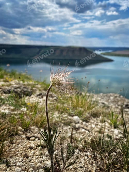 Preview: spring wild flower grows on top of a cliff above a canyon with a river